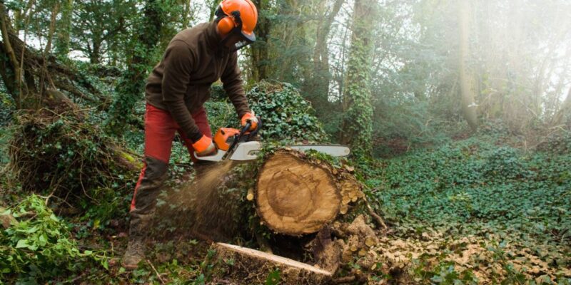 male tree surgeon sawing tree trunk using chainsaw 2023 11 27 04 56 51 utc