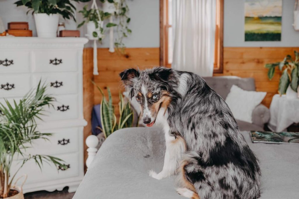 australian shepherd dog sitting on a bed in a bedr 2023 11 27 05 37 08 utc 1