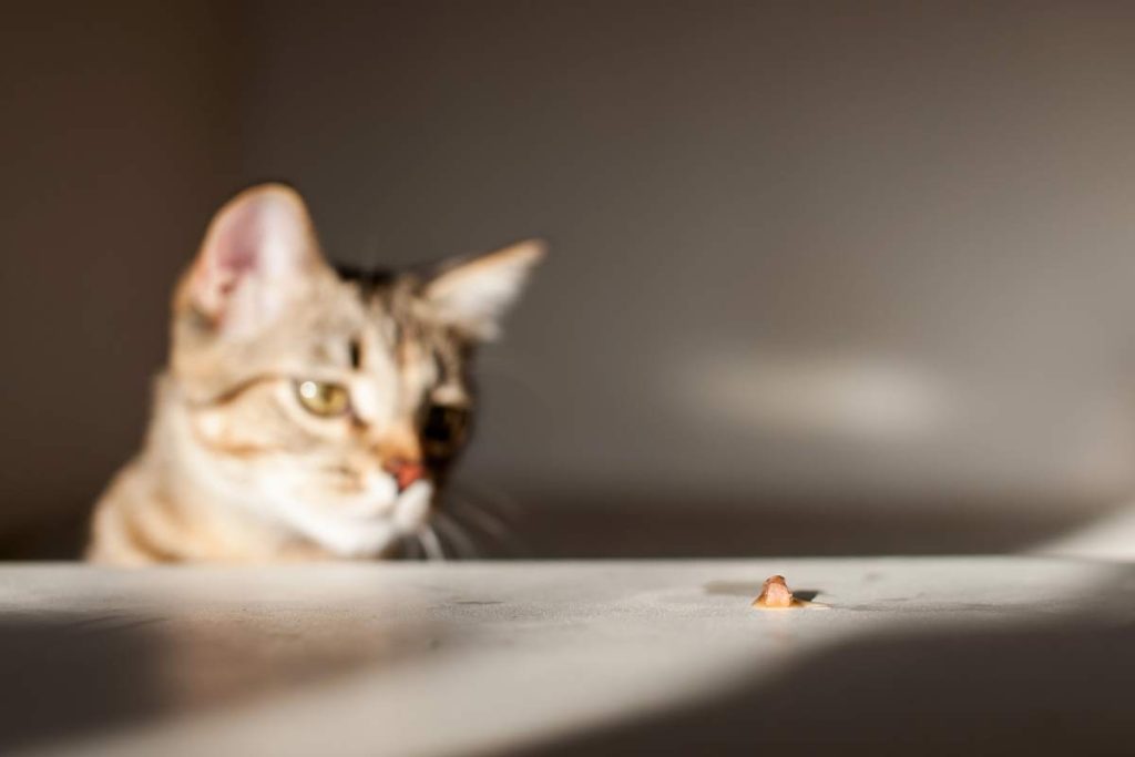 cat at home looking at food on the table in the su 2023 11 27 05 05 04 utc 1