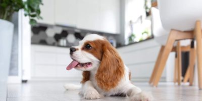 happy puppy of cavalier spaniel 2023 11 27 05 05 48 utc 1