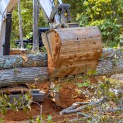 uprooted trees litter streets after hurricane usin 2023 11 27 05 19 09 utc 1